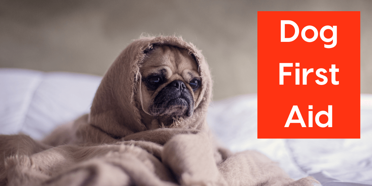 Dog & Puppy First Aid: DIY First Aid Kits, Treatments & Courses | Pupf ...