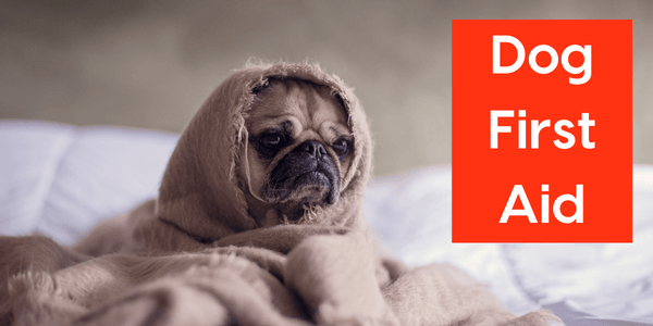 Dog & Puppy First Aid: DIY First Aid Kits, Treatments & Courses | Pupford