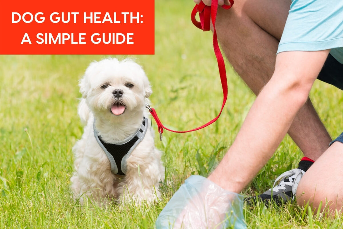 Improve Dog's Gut Health: A Simple Guide | Pupford