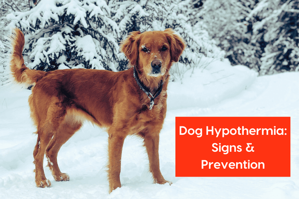 Dog Hypothermia: Signs, Symptoms, Behaviors & Winter Safety | Pupford