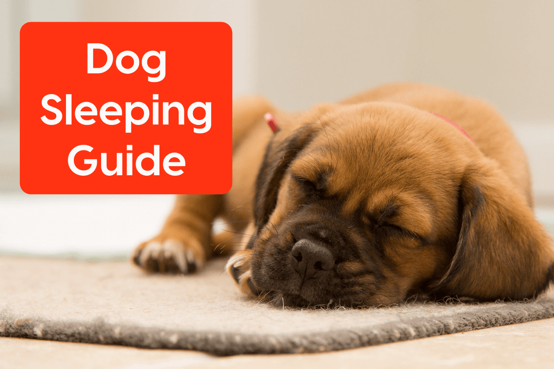 Dog Sleeping Guide | Pupford