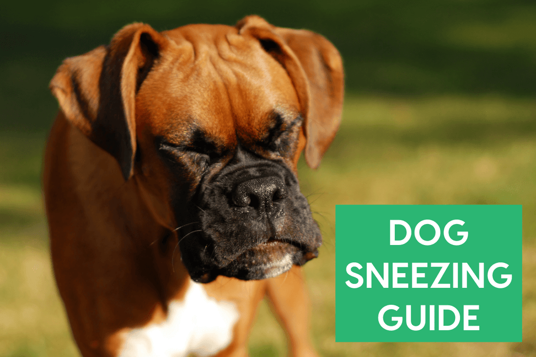 Dog Sneezing Guide: Why Dogs Sneeze, Allergies & More | Pupford