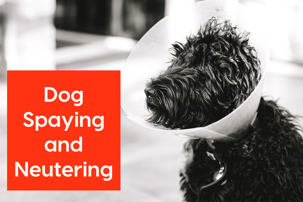 Dog Spaying & Neutering: A Guide | Pupford