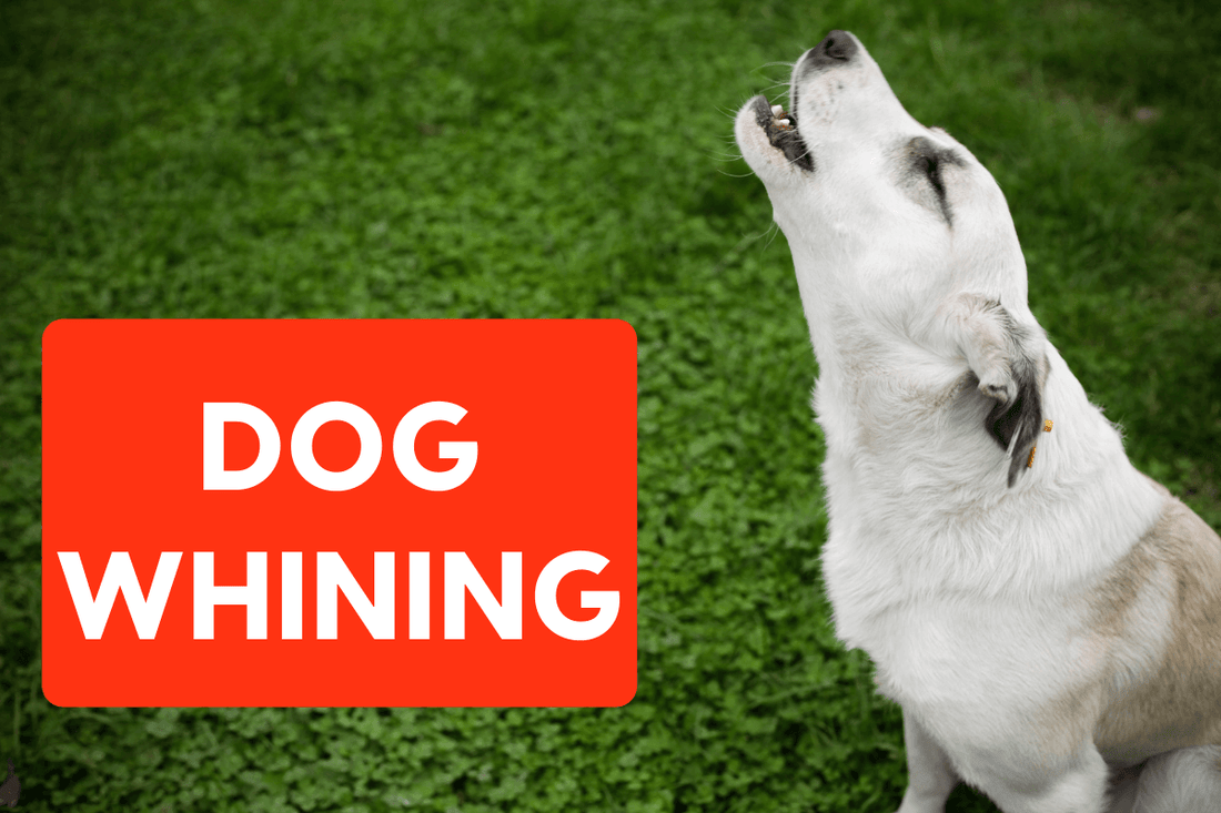 Dog Whining: Why It Happens & How to Stop It | Pupford