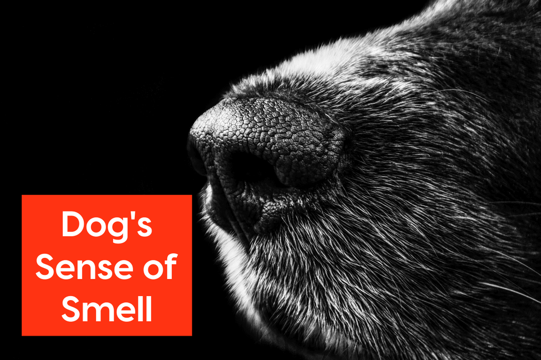 Dog's Sense of Smell: Facts, Strength & How it Can Help You | Pupford