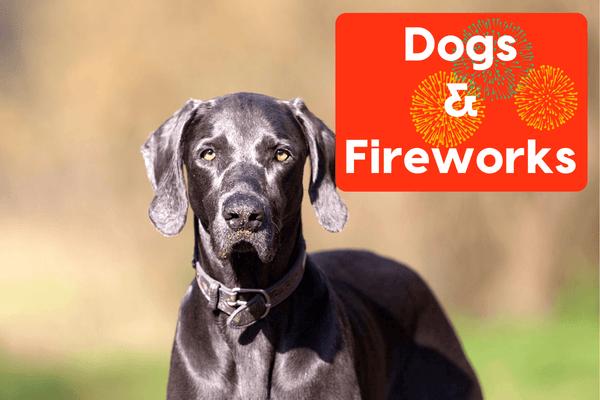Dogs and Fireworks: How to Desensitize + What to Give | Pupford