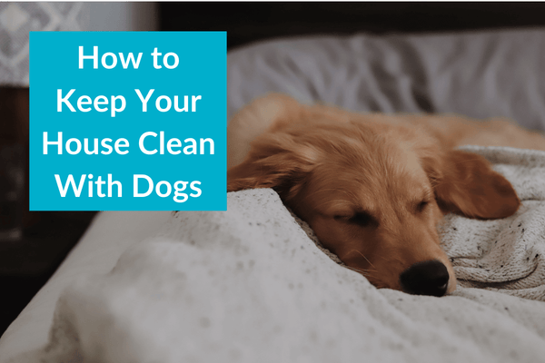 How to Keep Your House Clean With Dogs, Including Floors | Pupford