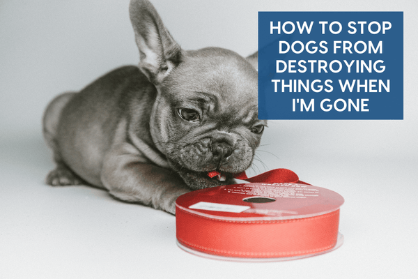 How to Stop Dog from Destroying Things When I’m Gone | Pupford