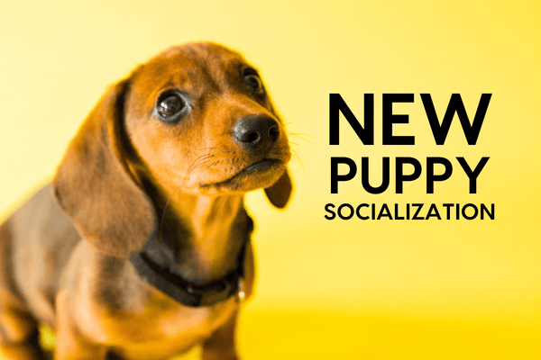 Puppy Socialization: Checklist Printable PDF, Socialization Windows & Tips | Pupford