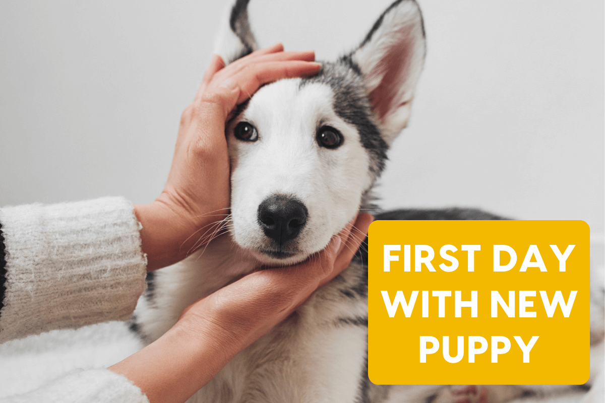 First 48 Hours With A New Puppy