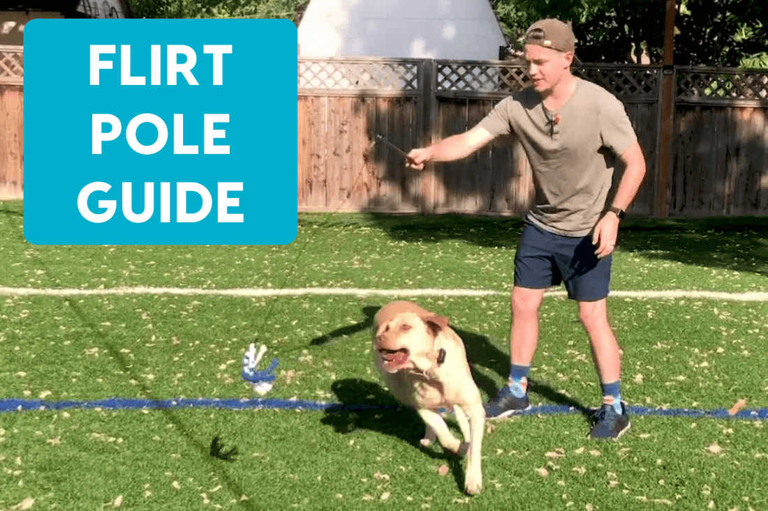 Flirt Pole for Dogs: Complete Guide to a Life-Changing Toy | Pupford