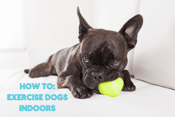 How to Exercise Your Dog Indoors: 21 Games, Ideas and Exercises | Pupford
