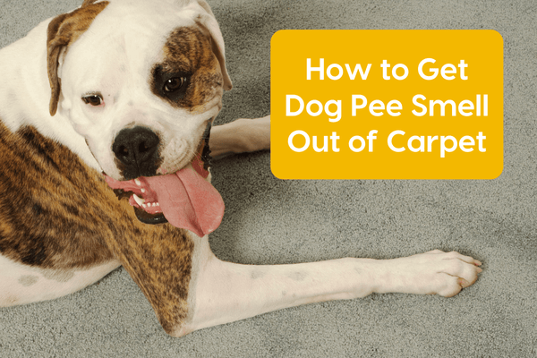 How to Get Dog Pee Out of Carpet, Including Smells & Stains | Pupford