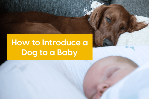 How to Introduce a Dog to a Baby: 7 Tips for Dogs & Newborns | Pupford