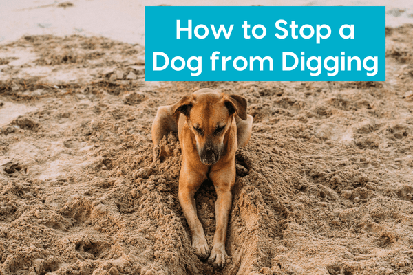 How to Stop a Dog from Digging + Digging Pit/Box Idea | Pupford