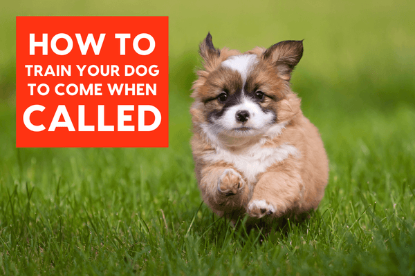 How to Teach a Dog to Come When Called – Every Time | Pupford