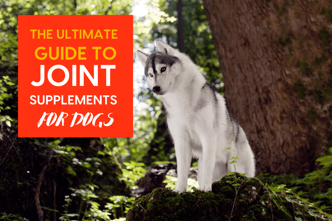Joint Supplements for Dogs: The Ultimate Guide | Pupford