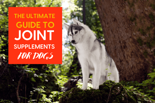 Joint Supplements for Dogs: The Ultimate Guide | Pupford