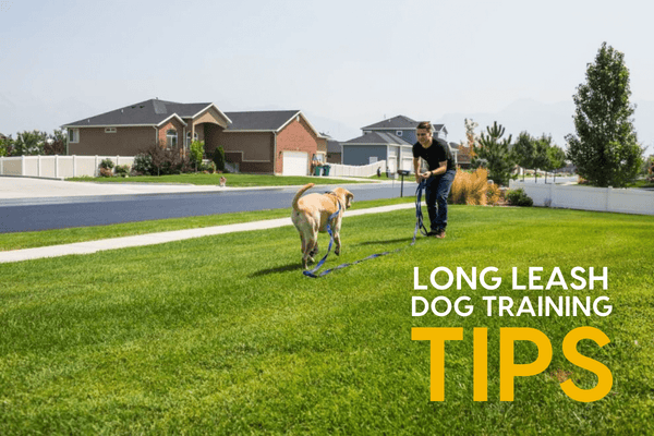 Long Leash Dog Training: 3 Powerful Behaviors to Teach With a Long Line | Pupford