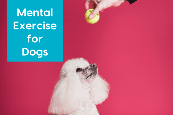 Mental Stimulation for Dogs & Puppies: Exercises, Games & More | Pupford
