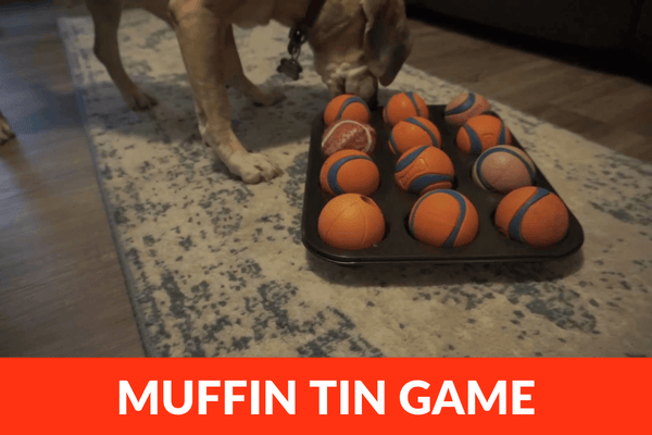Muffin Tin Game for Dogs - Quick & Easy Enrichment | Pupford