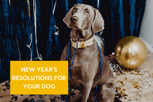 Dog New Year's Resolutions: 5 Ideas for a Happier Pup | Pupford