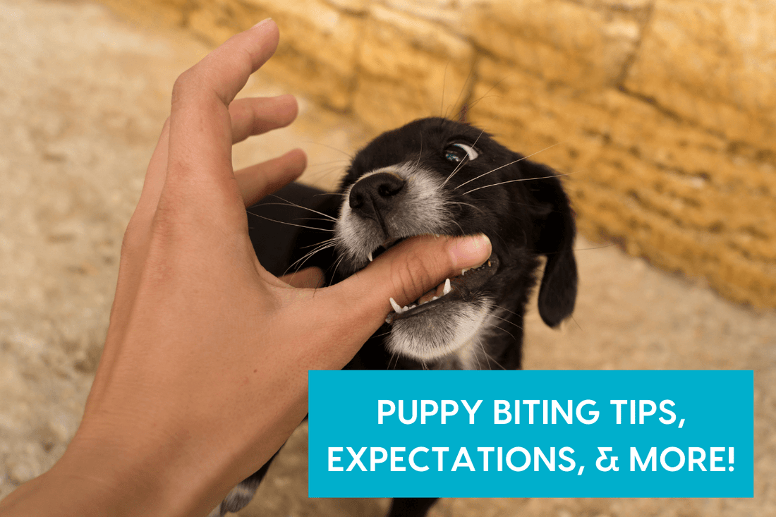 Puppy Biting Tips: An Interview with Erika Gonzalez Certified Dog Trainer | Pupford