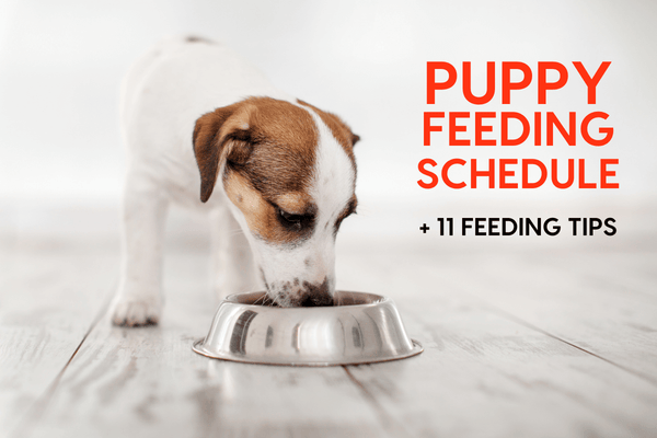 Puppy Feeding Schedule by Age, Chart + 11 Feeding Tips | Pupford