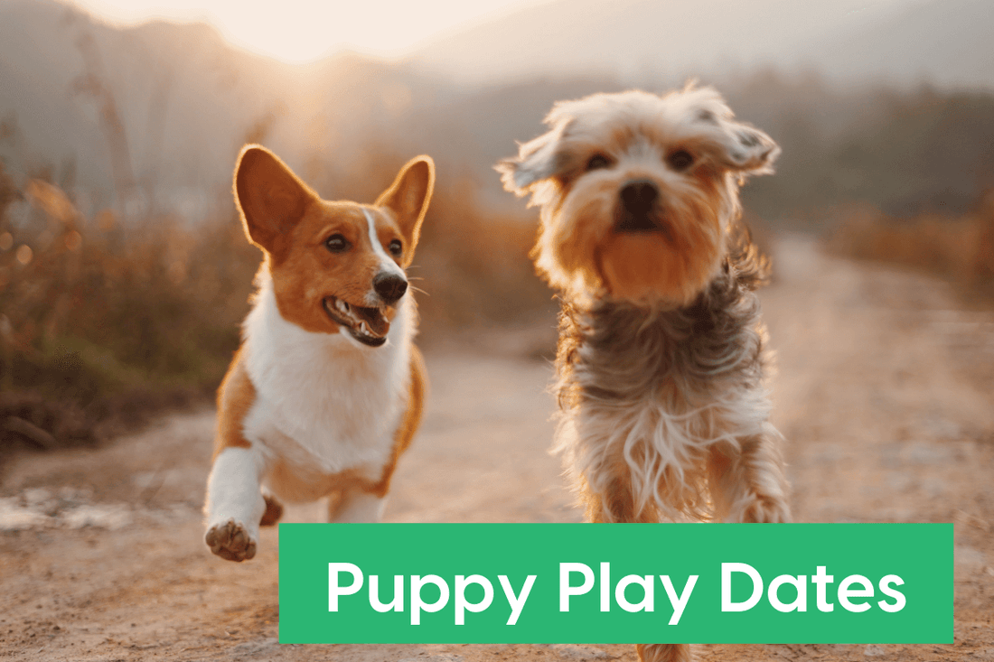 Puppy & Dog Play Dates: A Simple Guide | Pupford