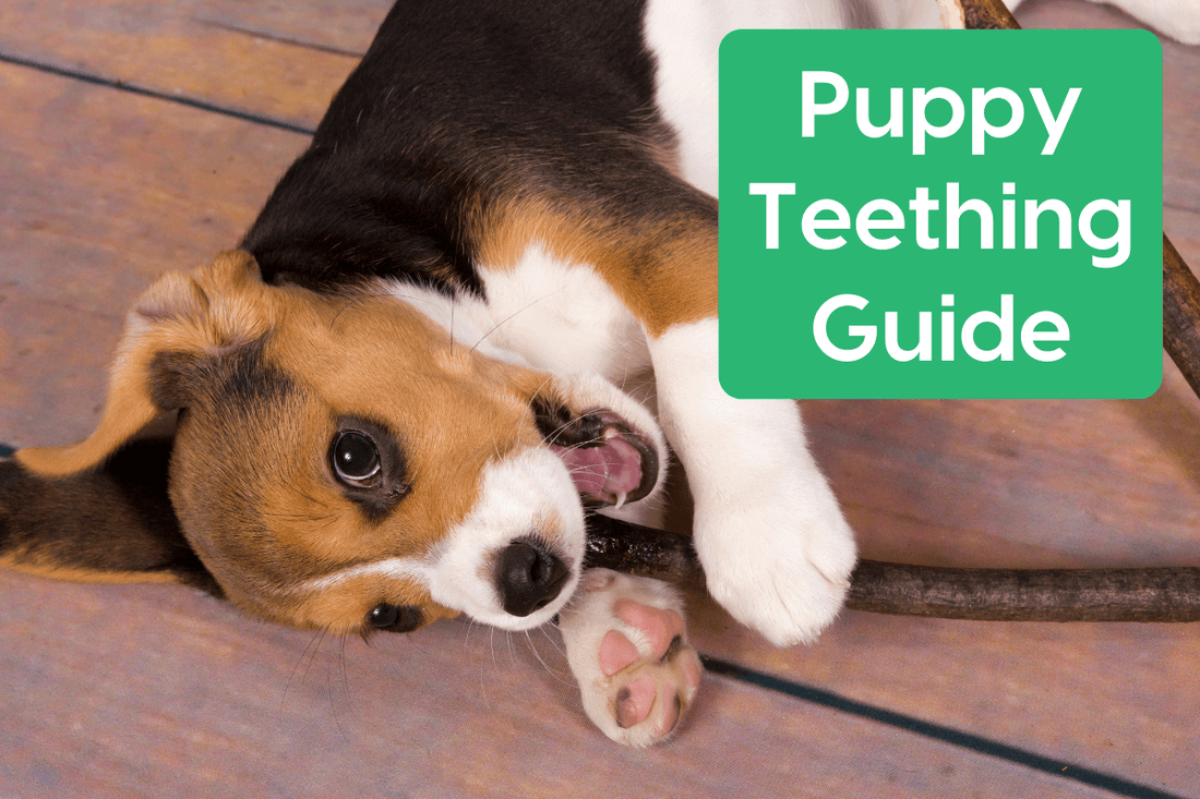 Puppy Teething: Ages, When It Stops & Starts, & What to Do | Pupford