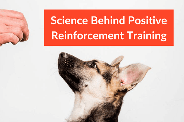 Science Behind Positive Reinforcement Dog Training | Pupford