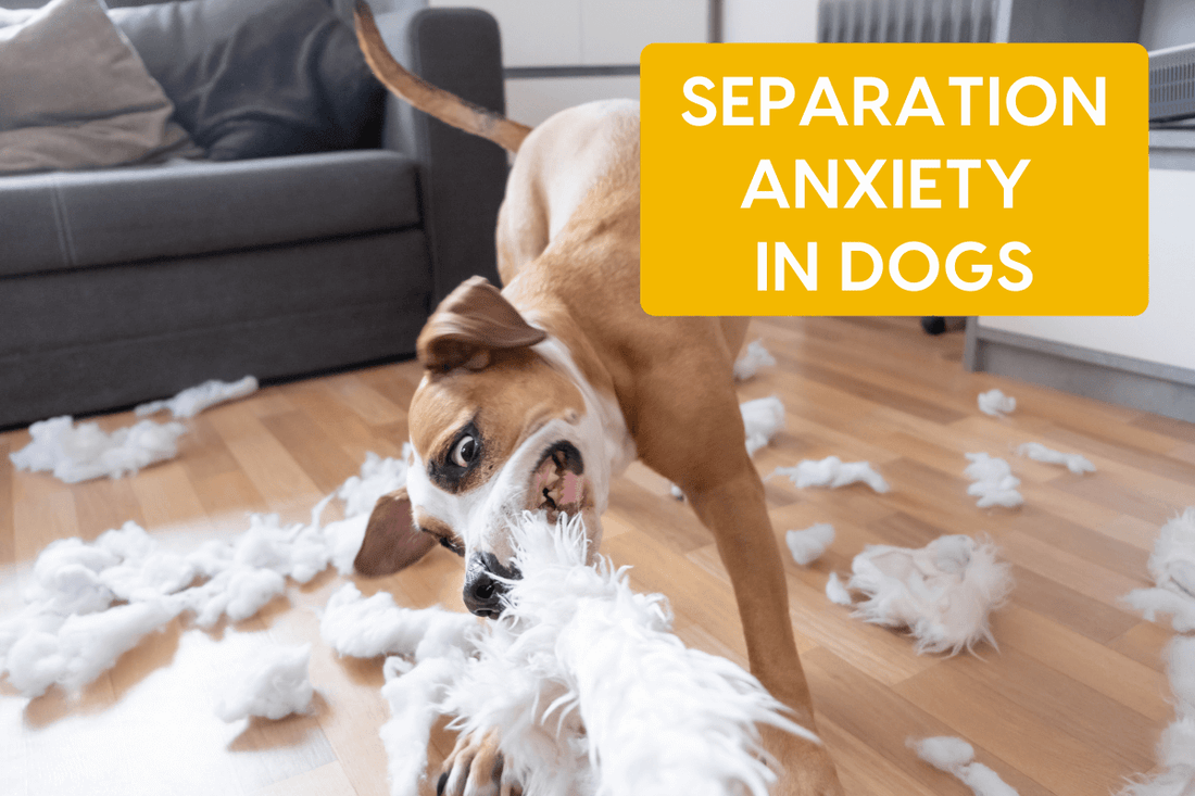 Separation Anxiety in Dogs: A Simple Guide | Pupford