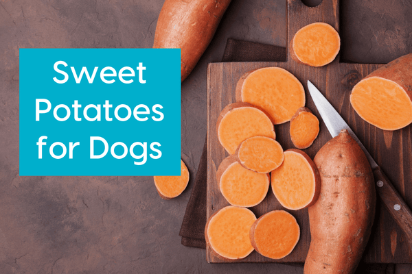 Sweet Potatoes for Dogs: Can They Eat Them, Are They Good? | Pupford