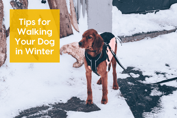 Walking Dogs in Cold Weather, Winter & Snow: 7 Tips | Pupford