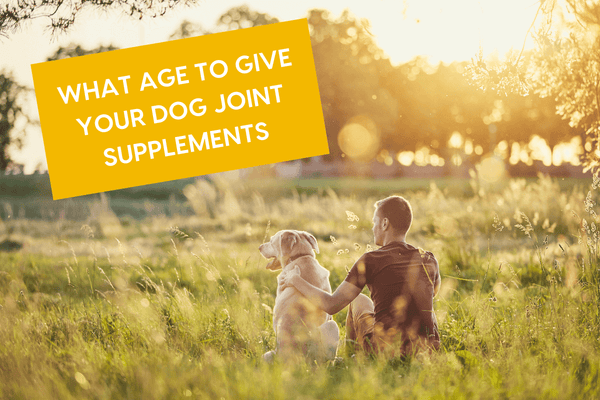 When to Start Joint Supplements for Dogs | Pupford