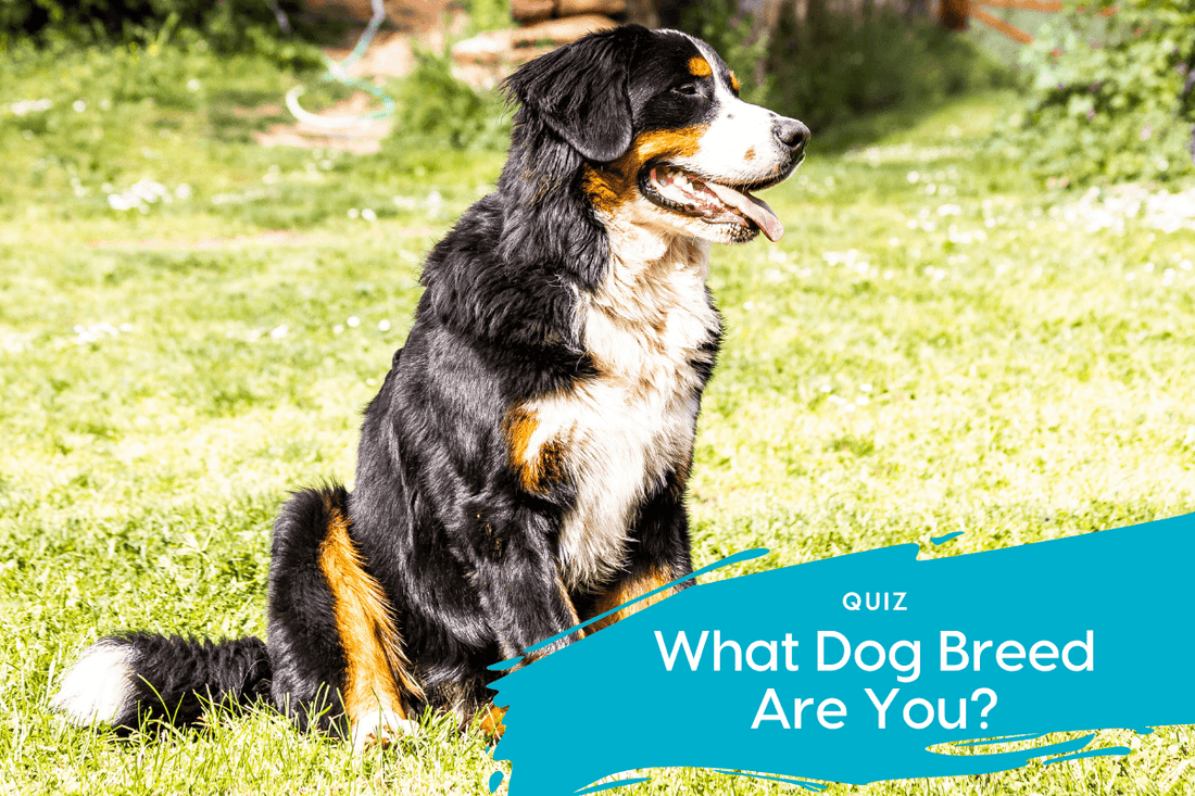 What Dog Breed Am I? Quiz & Fun Facts | Pupford