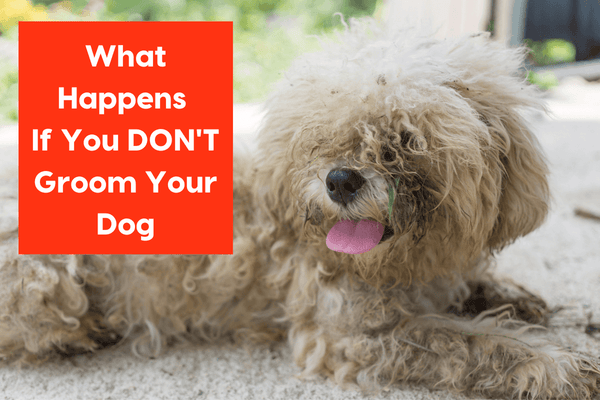 What Happens If You DON'T Groom Your Dog: An Interview with Quinci Cole | Pupford