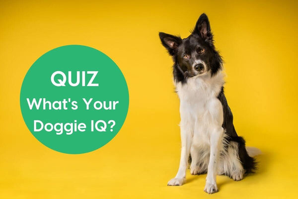 What's Your Doggie IQ Quiz | Pupford