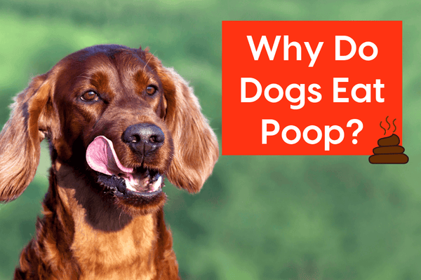 Why Do Dogs Eat Poop? Plus, 5 Ways to Stop It! | Pupford