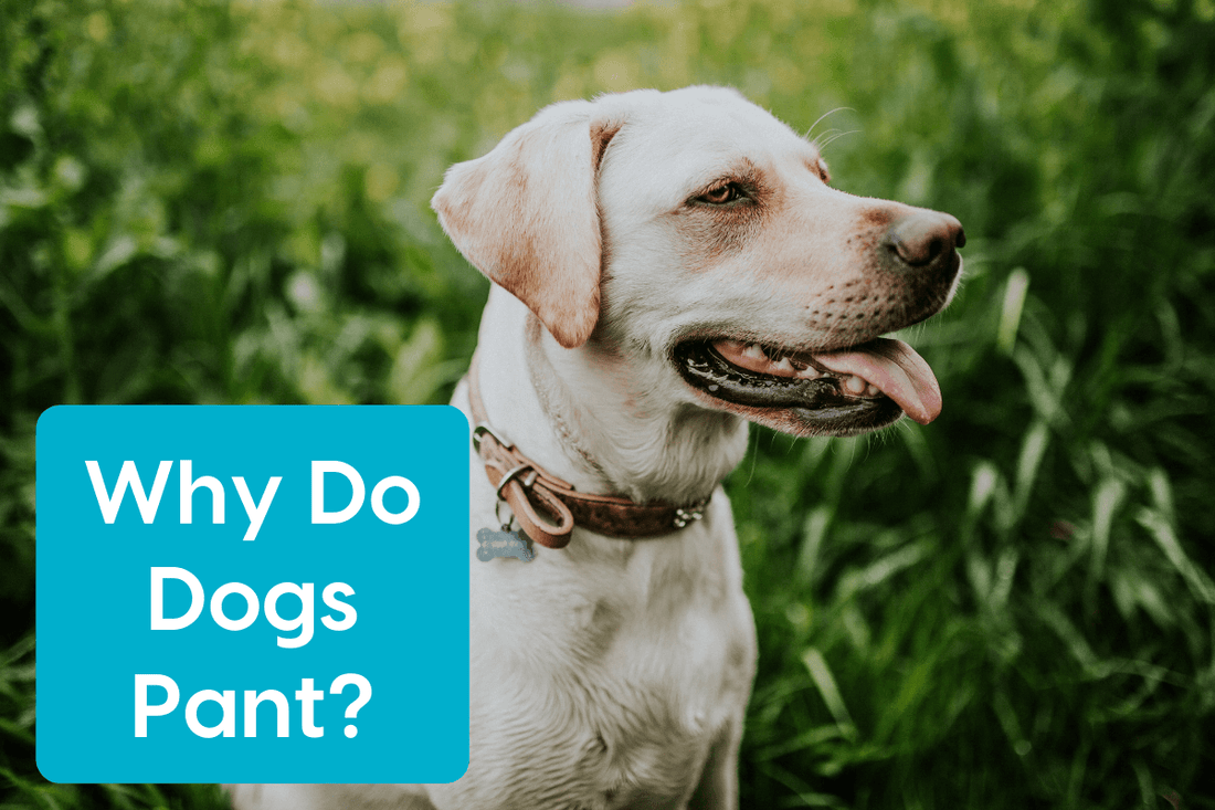 Why Do Dogs Pant? + How to Know If It's Too Much | Pupford