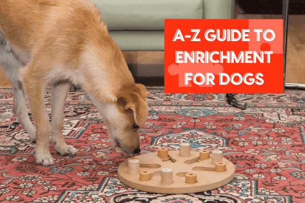 Enrichment for Dogs: A-Z Guide + DIY Ideas | Pupford