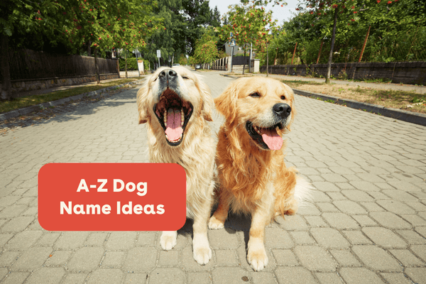 A-Z Dog Name Ideas | Pupford
