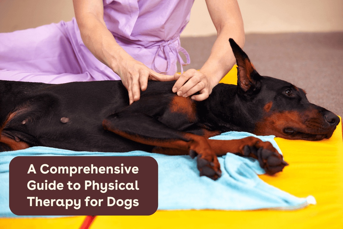 A Comprehensive Guide to Physical Therapy for Dogs | Pupford