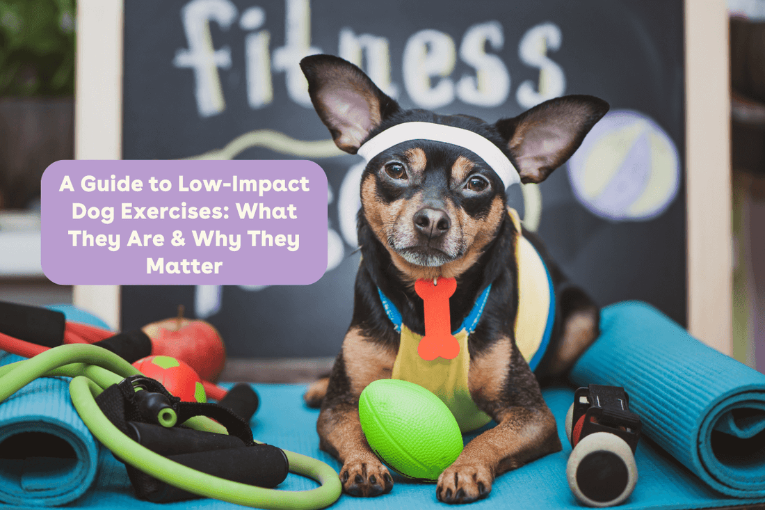A Guide to Low-Impact Dog Exercises: What They Are & Why They Matter | Pupford