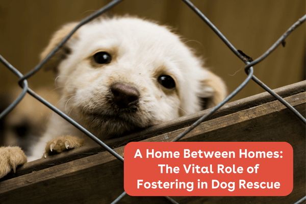 A Home Between Homes: The Vital Role of Fostering in Dog Rescue | Pupford