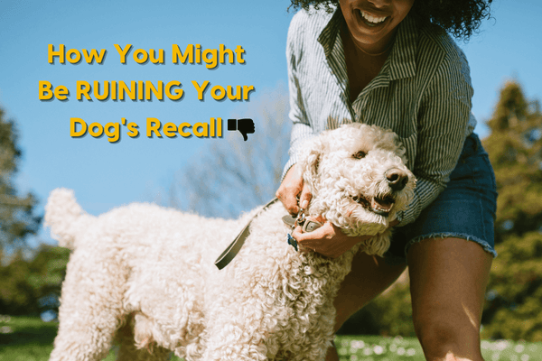 How You Might Be RUINING Your Dog's Recall | Pupford