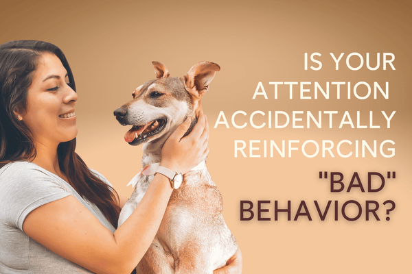 Is Your Attention Accidentally Reinforcing Your Dog's "Bad" Behaviors? | Pupford