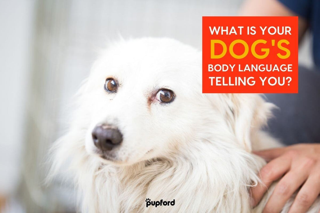 How to Read Dog Body Language: The Basics with Picture Examples | Pupford