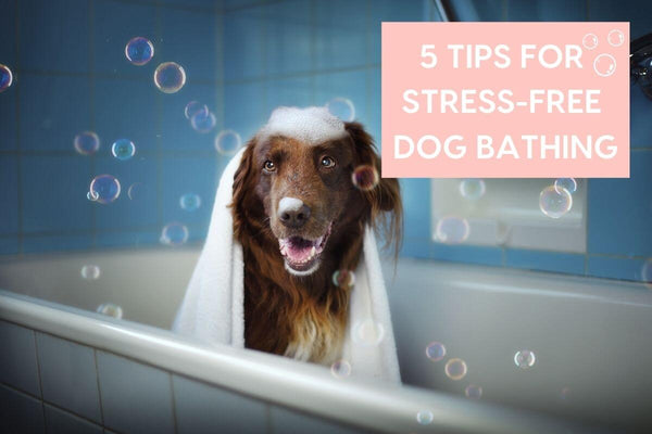 Bathing Your Dog Who Hates Baths: 5 Tips for Stress-Free Dog Bathing | Pupford