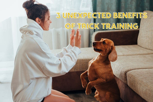 3 Unexpected Benefits of Trick Training | Pupford